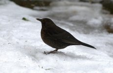 Blackbird (R).jpg
