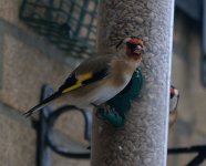 Goldfinch (R).jpg