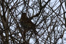 Song Thrush (R).jpg