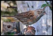 dunnock.jpg