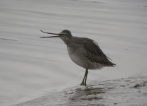 Long-billed-dowitcher-portC.jpg