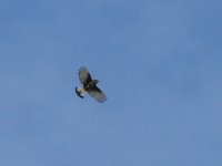 L1330678_Black Wheatear.jpg