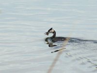 L1330777_Great Crested Grebe.jpg