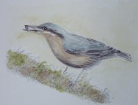 nuthatch.JPG