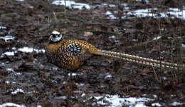 Reeves Pheasant (R).jpg