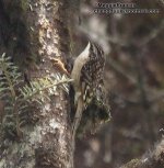 Sichuan Treecreeper.jpg