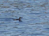 L1340498_Razorbill.jpg