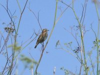 L1330195_Whinchat.jpg