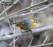 red-billed Leothrix s.jpg