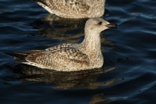 Herring Gull 1cy Winte_003.JPG