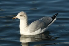 Herring Gull 3cy Winter_002.JPG