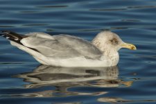 Herring Gull Adult Winter_001.JPG