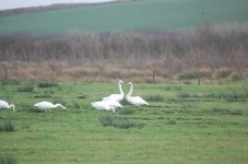 whooper swans and spoonbills 082.jpg