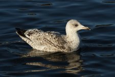 Lesser Black Backed Gull 1cy W_09-12-25_004.JPG