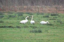 whooper swans and spoonbills 081.jpg