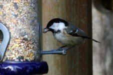 Coal Tit1_Feeder_Forum.jpg