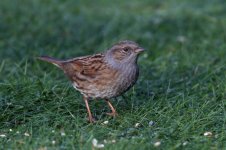 Dunnock_Forum.jpg