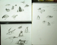 field-scribbles-12-29_9971.gif