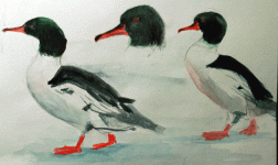 common merganser -male-sketch_9972.gif