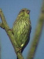 greenfinch.jpeg