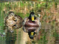 mallard-0782web.jpg