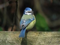 blue-tit-0831web.jpg