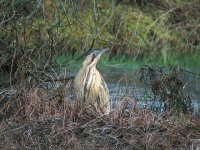 bittern-0908web.jpg