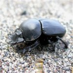 beetle2_22may05_420.jpg