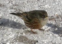 alpine accentor riffleberg dec 04.jpg