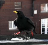 alpine chough apart zermatt dec 04.jpg