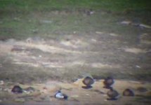 Scaup distant...jpg