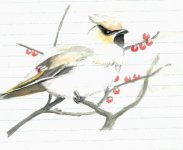 waxwing.jpg