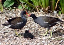 Moorhen Family 60%.JPG