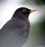 Blackbird_male_4.jpg