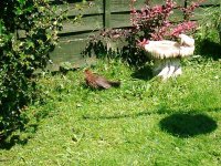 Baby blackbird sunbathing.jpg