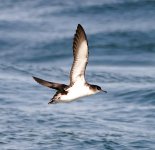 manx shearwater low-res 4.JPG