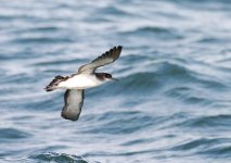 manx shearwater low-res 1.JPG