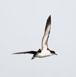 manx shearwater low-res 2.JPG