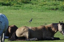 Lapwing vs Horses.jpg