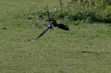 Lapwing vs Jackdaw_blog.jpg