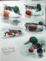 Northern-Shovelers-wc_9974.gif