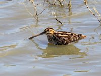 Image0683_Comon Snipe.jpg