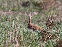 Image0727_Little Bustard.jpg