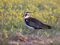 Image0871_Lapwing.jpg