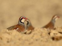 Image1025_Red-legged Partridge.jpg