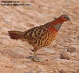 Bamboo Partridge 1 s.jpg