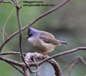 Black Chinned Yuhina s.jpg