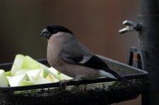 Bullfinch (F) Feeder_forum.jpg