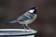 Great Tit_water_forum.jpg