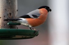 Bullfinch (M) Feeder_forum.jpg